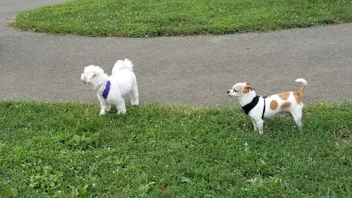 Mattie Stepanek Dog Park 3