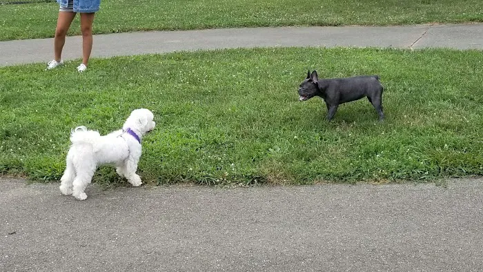 Mattie Stepanek Dog Park 4