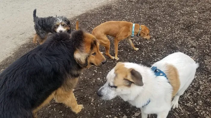 Mattie Stepanek Dog Park 5