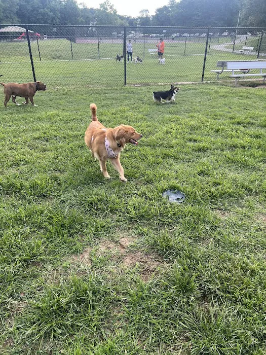 Matthewstown Harmans Dog Park 6