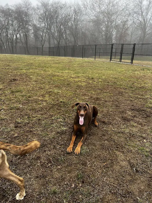 Matthewstown Harmans Dog Park 10