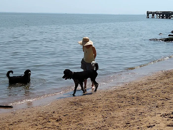Downs Park Dog Beach 3