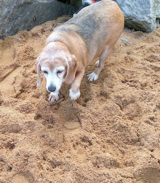 Downs Park Dog Beach 4