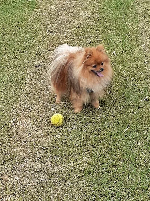 Fort Meade Dog Park 7