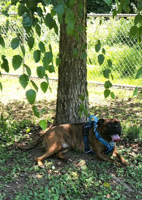 Fort Meade Dog Park 1