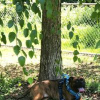 Fort Meade Dog Park ico