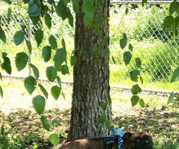 Fort Meade Dog Park
