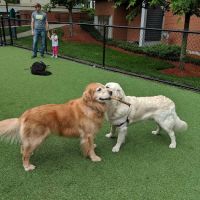 W Dog Park ico