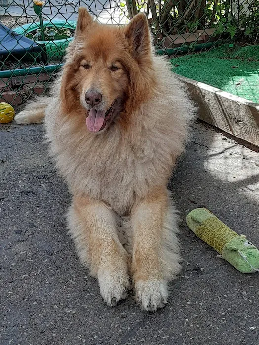 W Dog Park 4