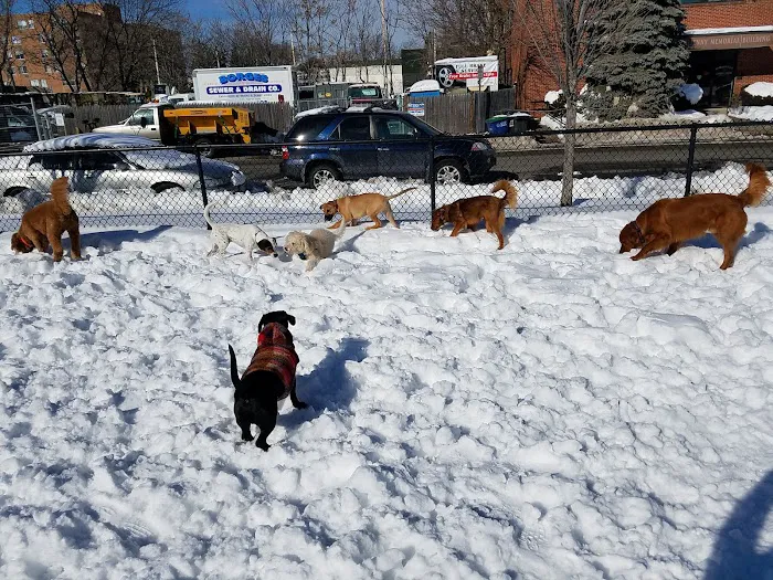 Zero New Washington Dog Park 1
