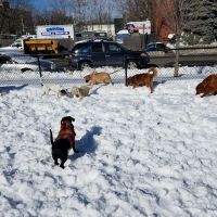 Zero New Washington Dog Park ico