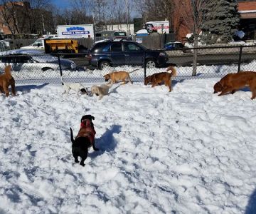 Zero New Washington Dog Park