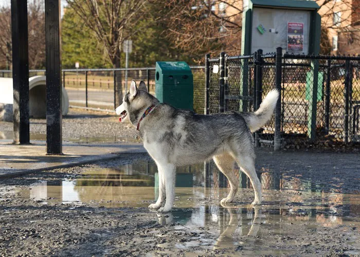 Zero New Washington Dog Park 7