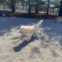 Medford Dog Park ico