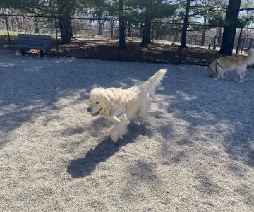 Medford Dog Park