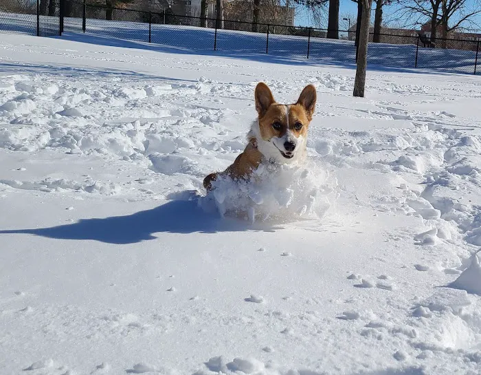 Medford Dog Park 6