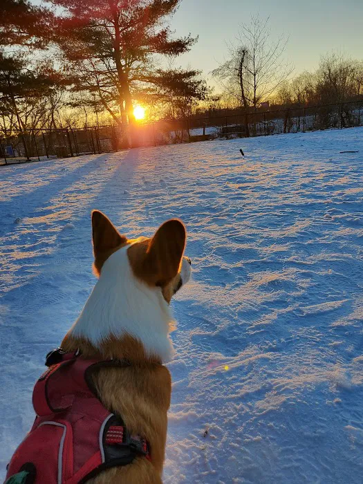 Medford Dog Park 5