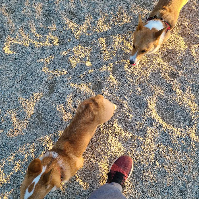 Medford Dog Park 10