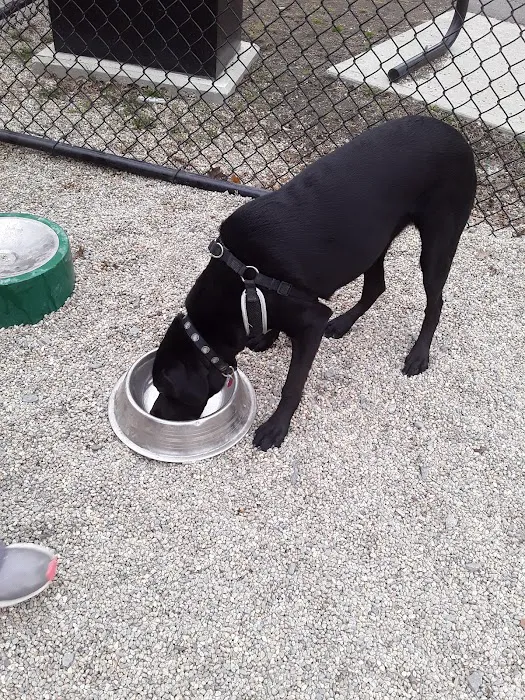 Medford Dog Park 2