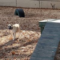 Wakefield Dog Park ico