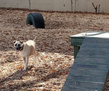 Wakefield Dog Park