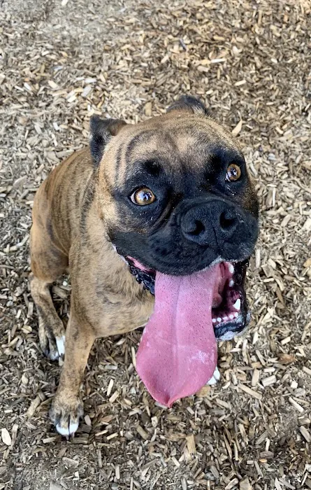 Wakefield Dog Park 4