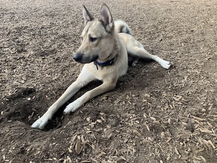Wakefield Dog Park 6