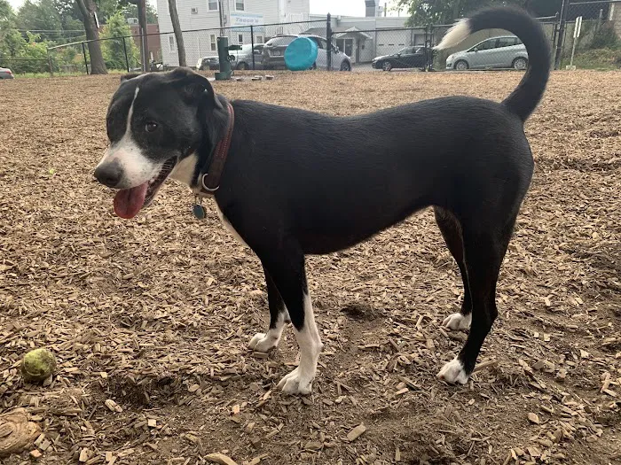 Wakefield Dog Park 10
