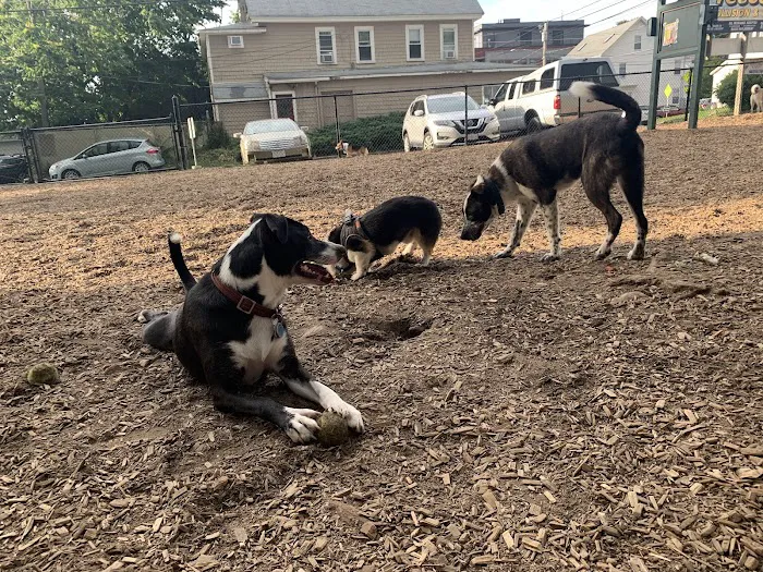 Wakefield Dog Park 9