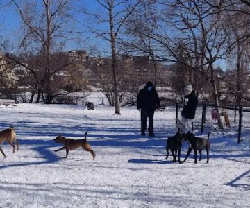 Melrose Dog Park