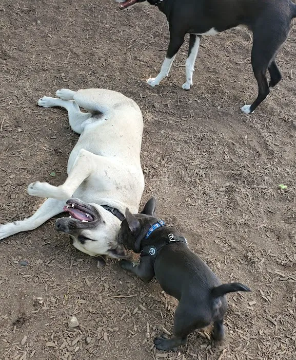 Melrose Dog Park 9