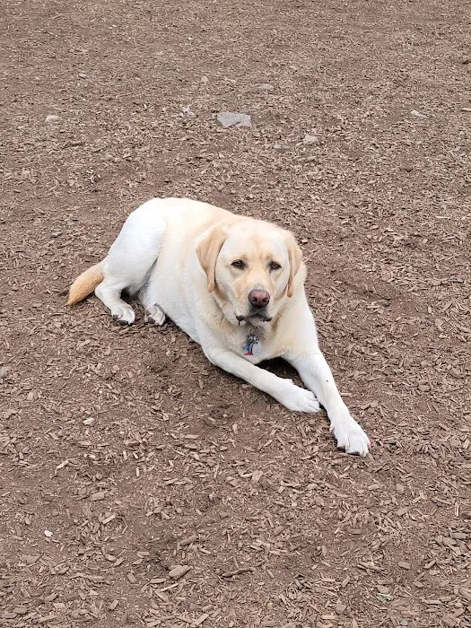 Melrose Dog Park 3