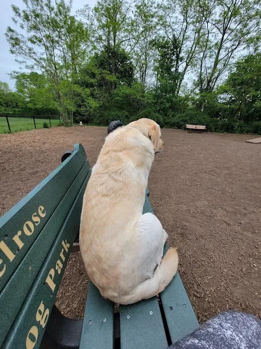 Melrose Dog Park 2