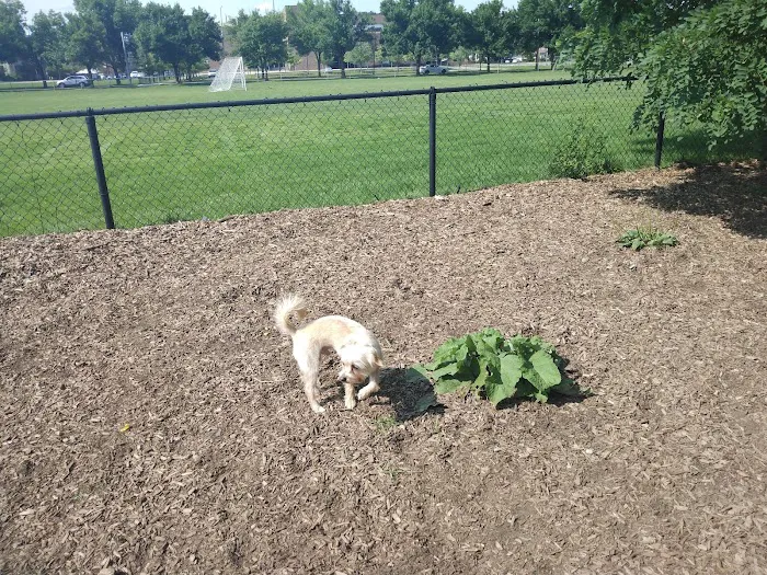 Melrose Dog Park 4