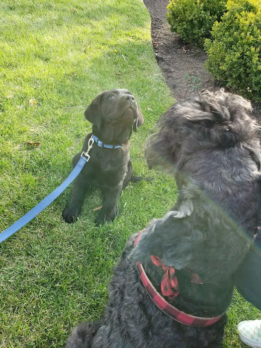 Melrose Dog Park 10