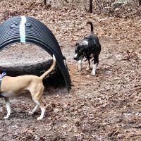 Bark Place Dog Park ico