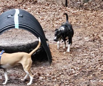 Bark Place Dog Park