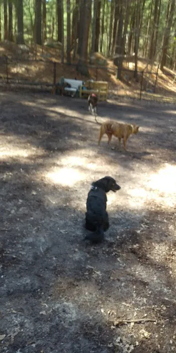 Bark Place Dog Park 4