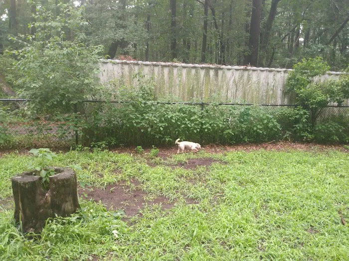 Bark Place Dog Park 2