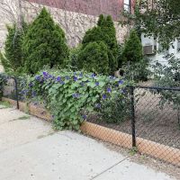 Bay Village Dog Park ico