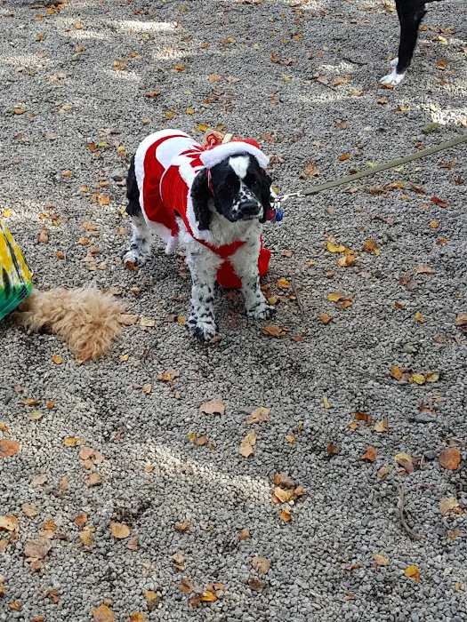 South Boston Bark Park 10