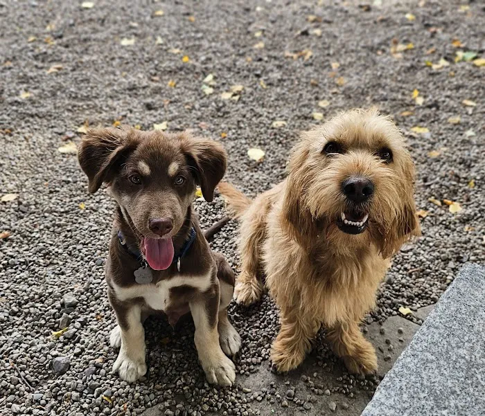South Boston Bark Park 8