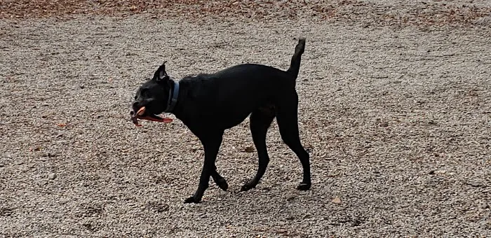South Boston Bark Park 1