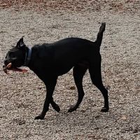 South Boston Bark Park ico