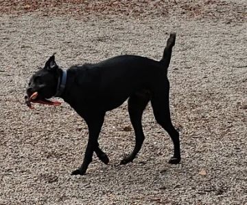 South Boston Bark Park