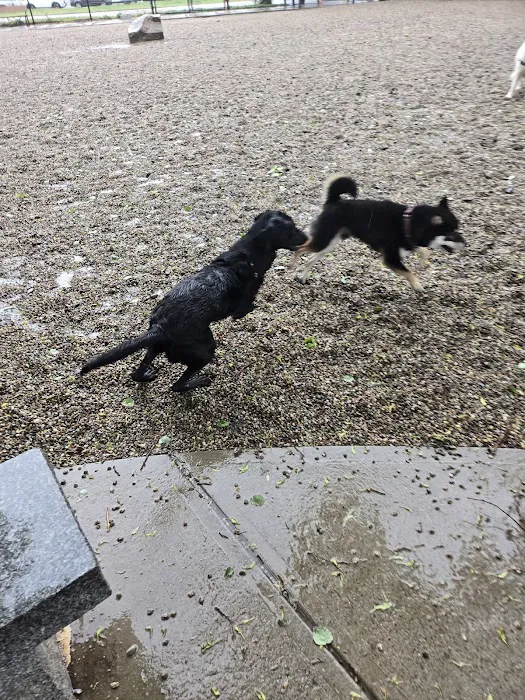 South Boston Bark Park 4