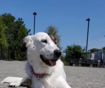 East 1st Dog Park