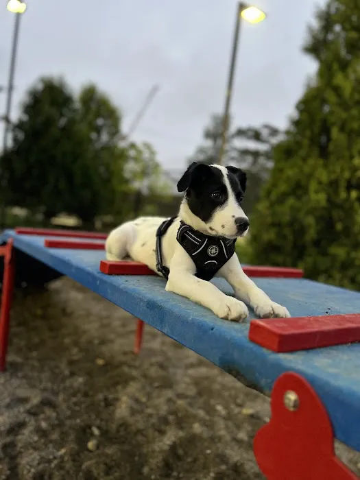East 1st Dog Park 9