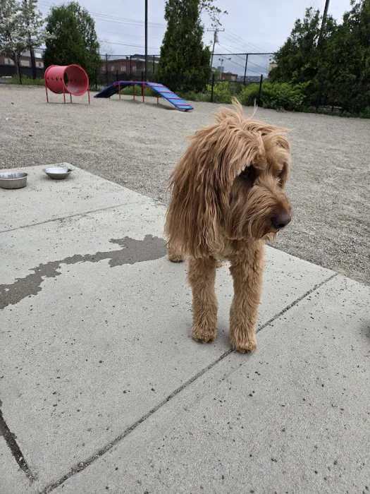 East 1st Dog Park 2