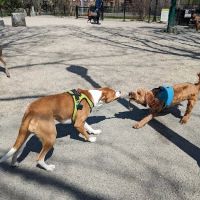 Peters Park Dog Park ico